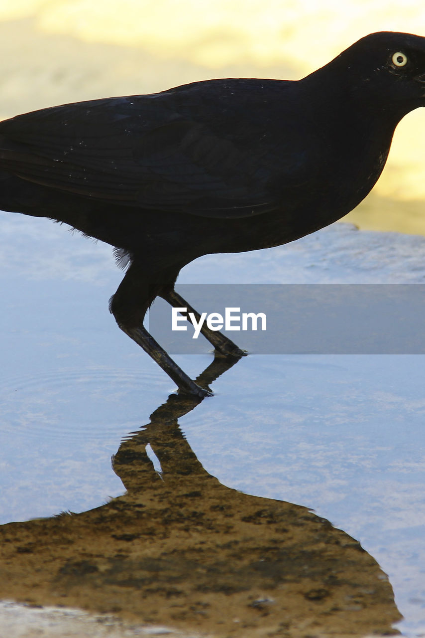 CLOSE-UP OF BIRD AGAINST SKY