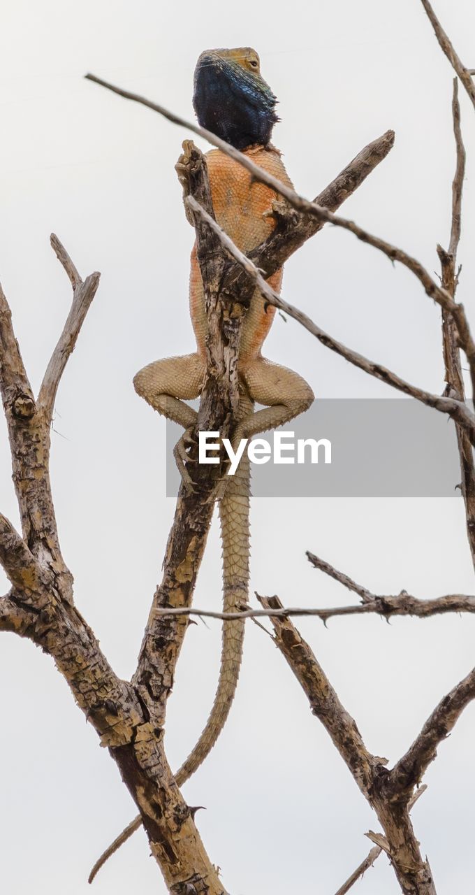 LOW ANGLE VIEW OF BIRD ON TREE AGAINST SKY