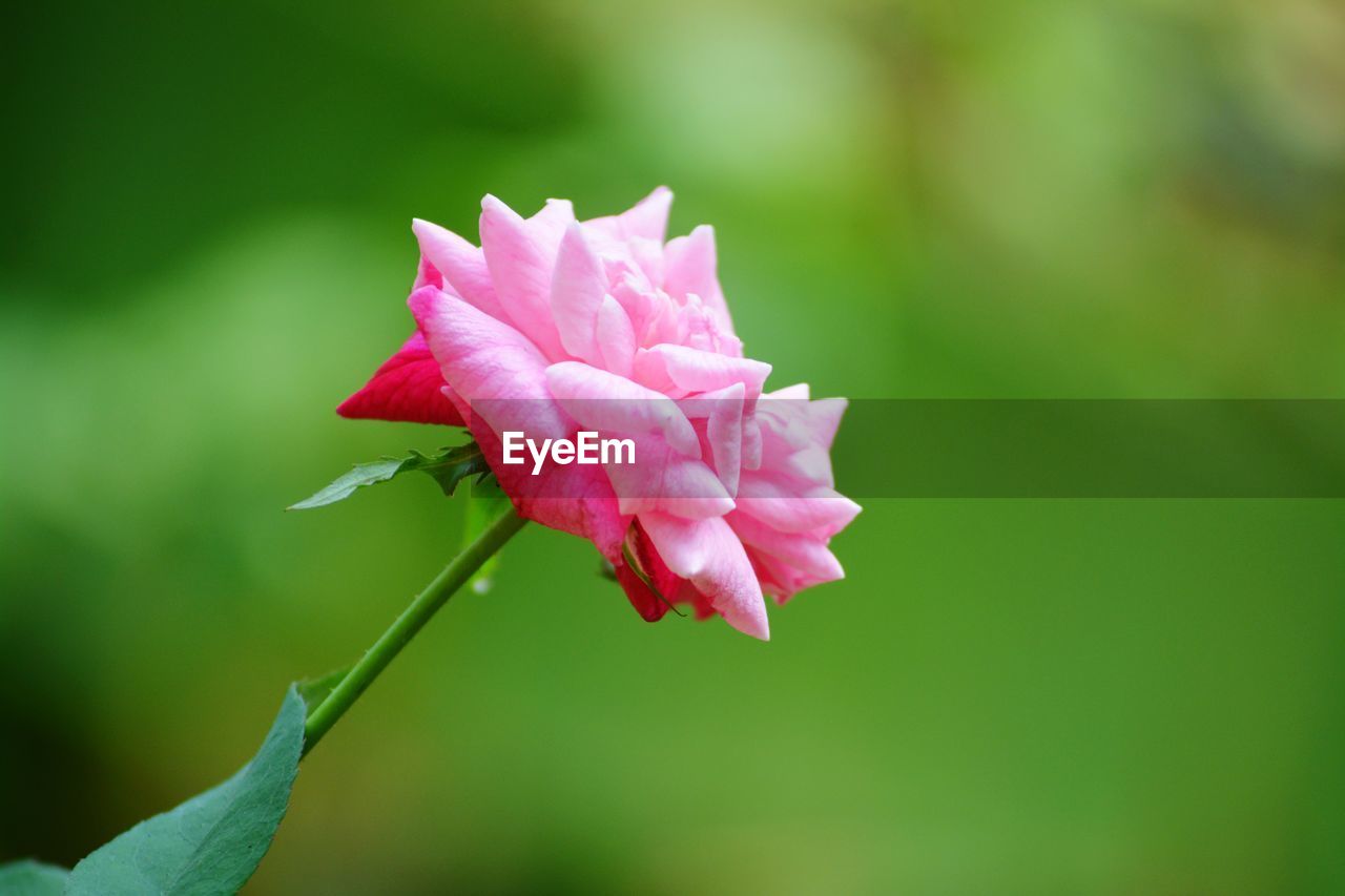 Close-up of pink rose flower