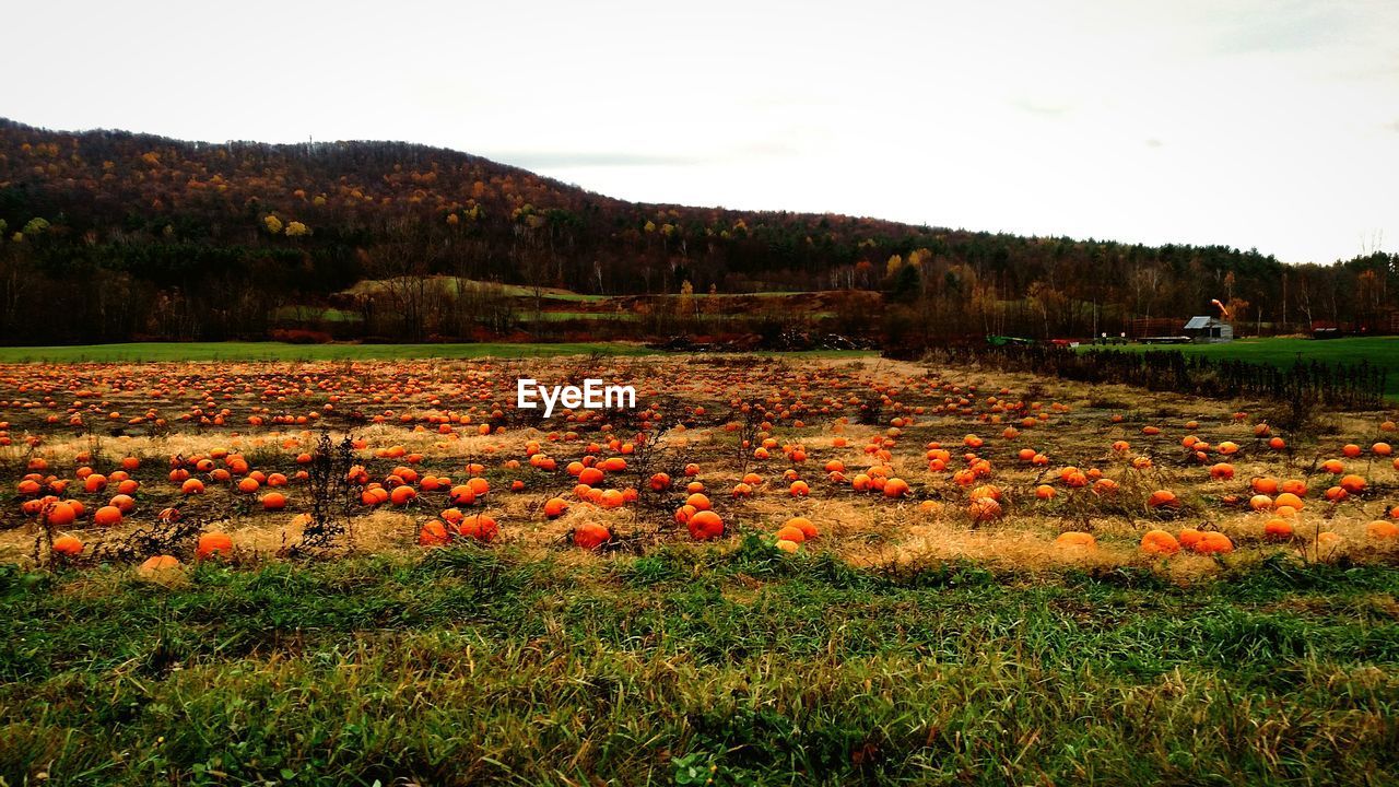 Pumpkin field against sky