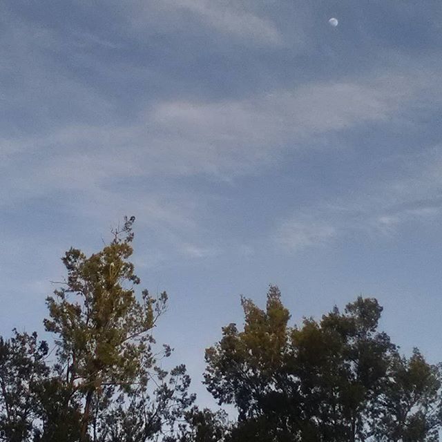 LOW ANGLE VIEW OF TREES AGAINST SKY