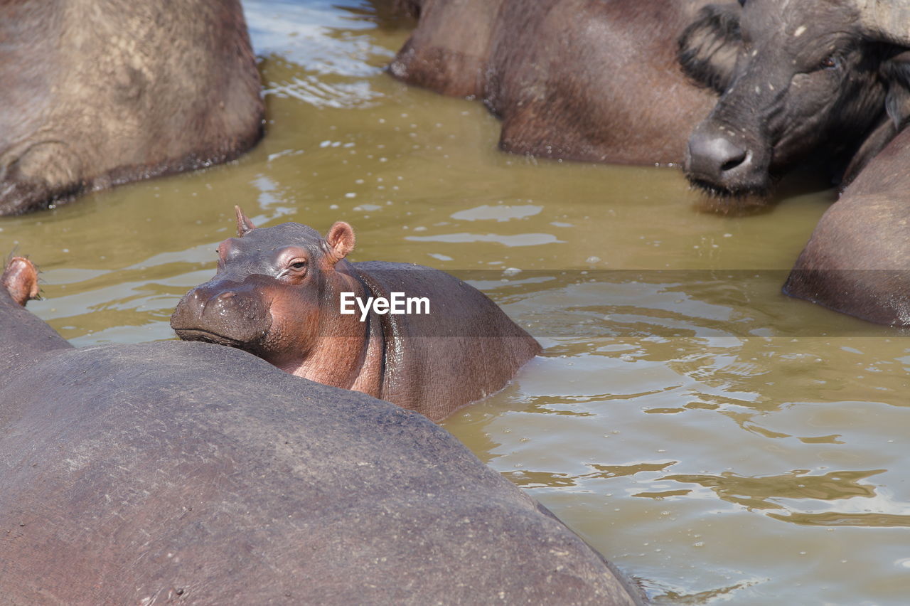 Baby hippo in the water with chin on adult hippo in murchison falls national park, uganda