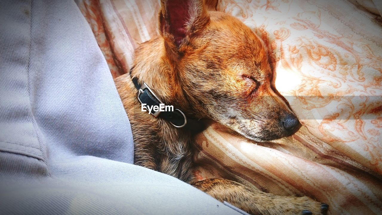 High angle view of puppy relaxing on bed