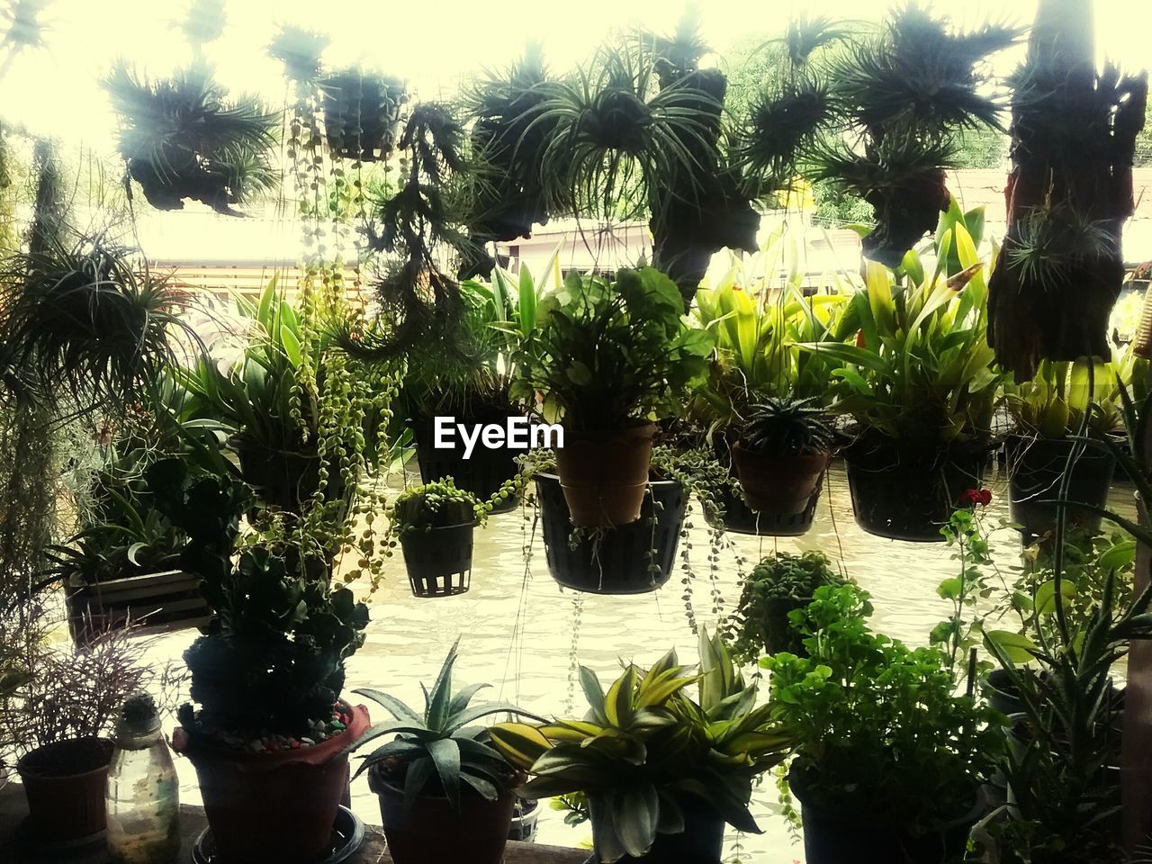 CLOSE-UP OF POTTED PLANTS