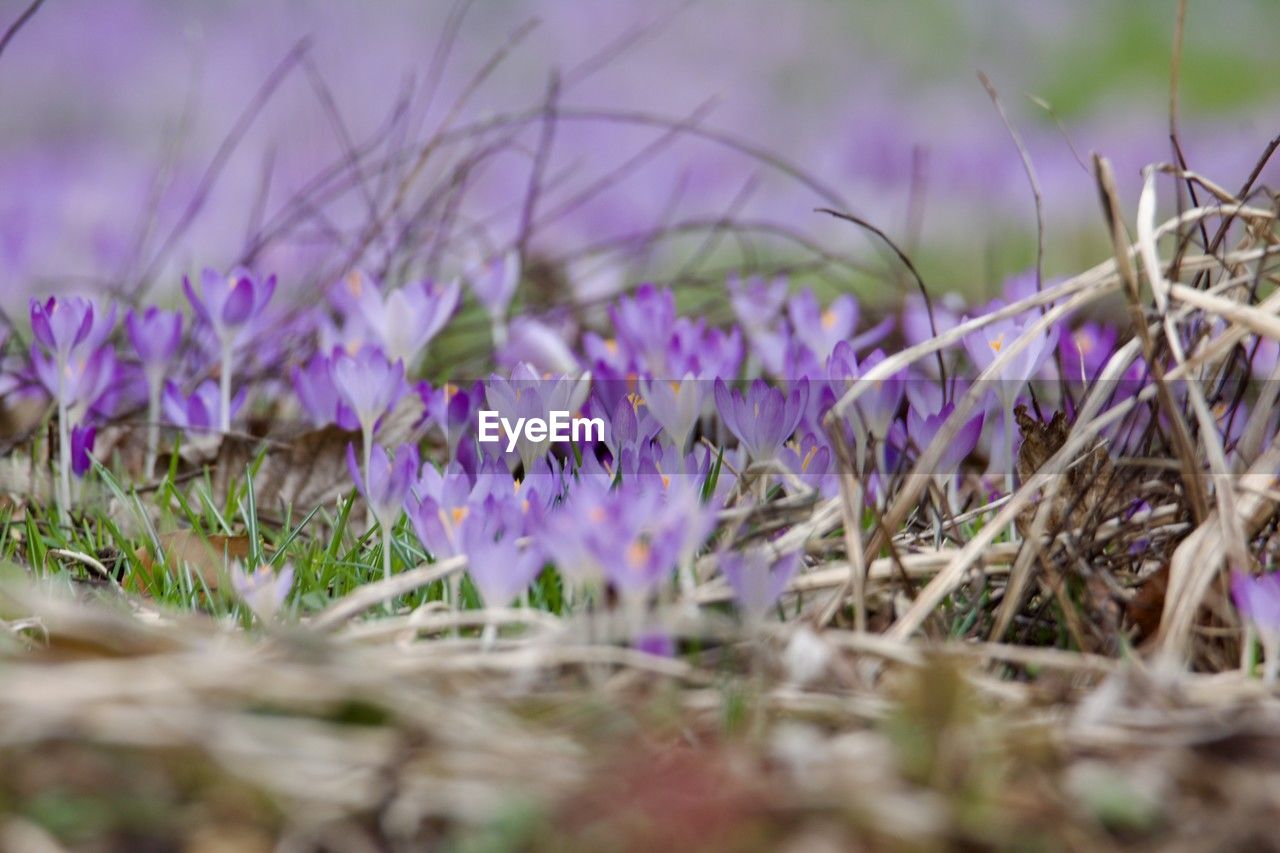 plant, flower, flowering plant, grass, purple, selective focus, nature, beauty in nature, freshness, field, land, growth, macro photography, close-up, no people, crocus, landscape, outdoors, springtime, environment, fragility, wildflower, food, meadow, day, iris, tranquility, summer, plain, blossom, agriculture