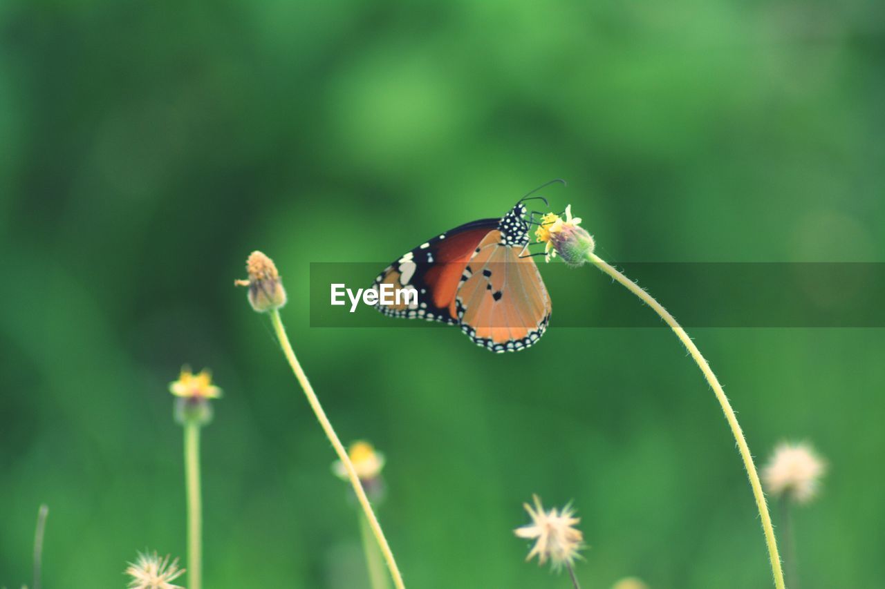 Close-up of butterfly on plant