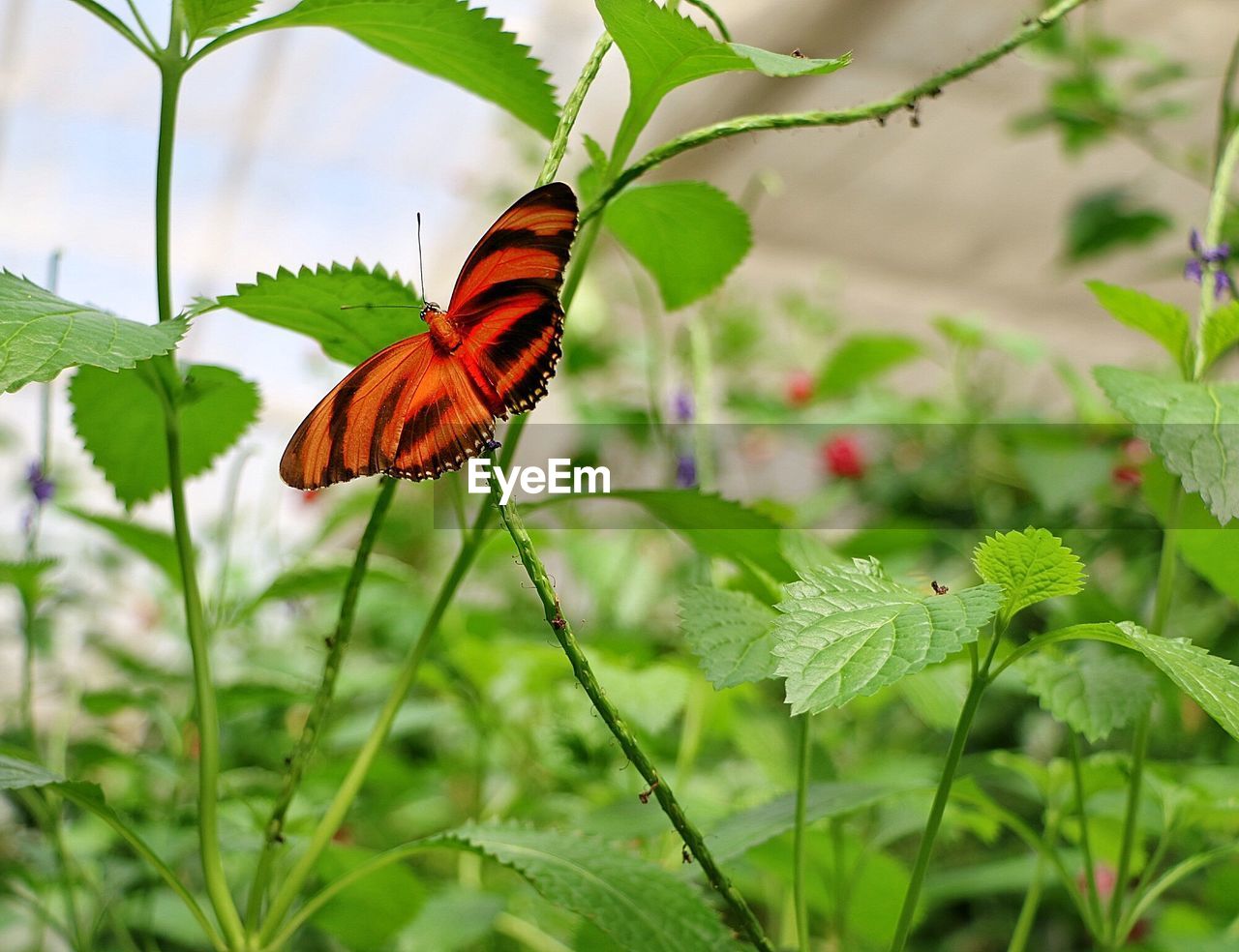 BUTTERFLY POLLINATING ON LEAF