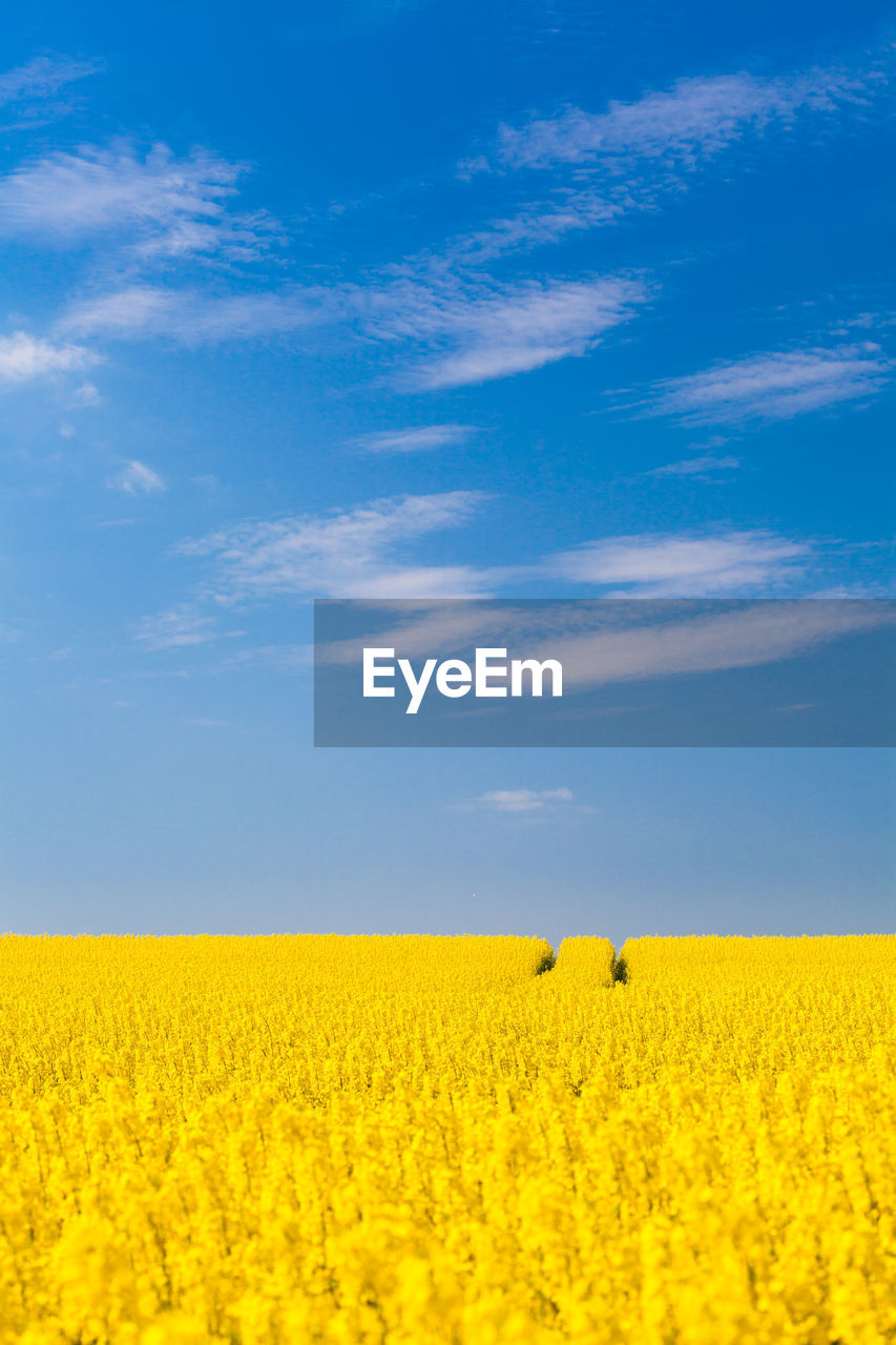 Yellow rapeseed with blue sky