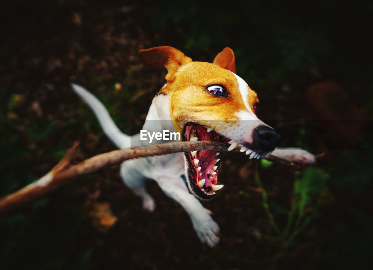 Tsunami the crazy jack russell terrier dog jumps up to bite a stick