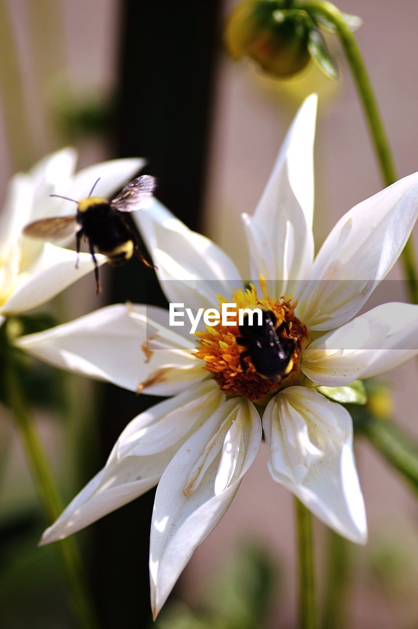 CLOSE-UP OF BEE ON WHITE FLOWERS