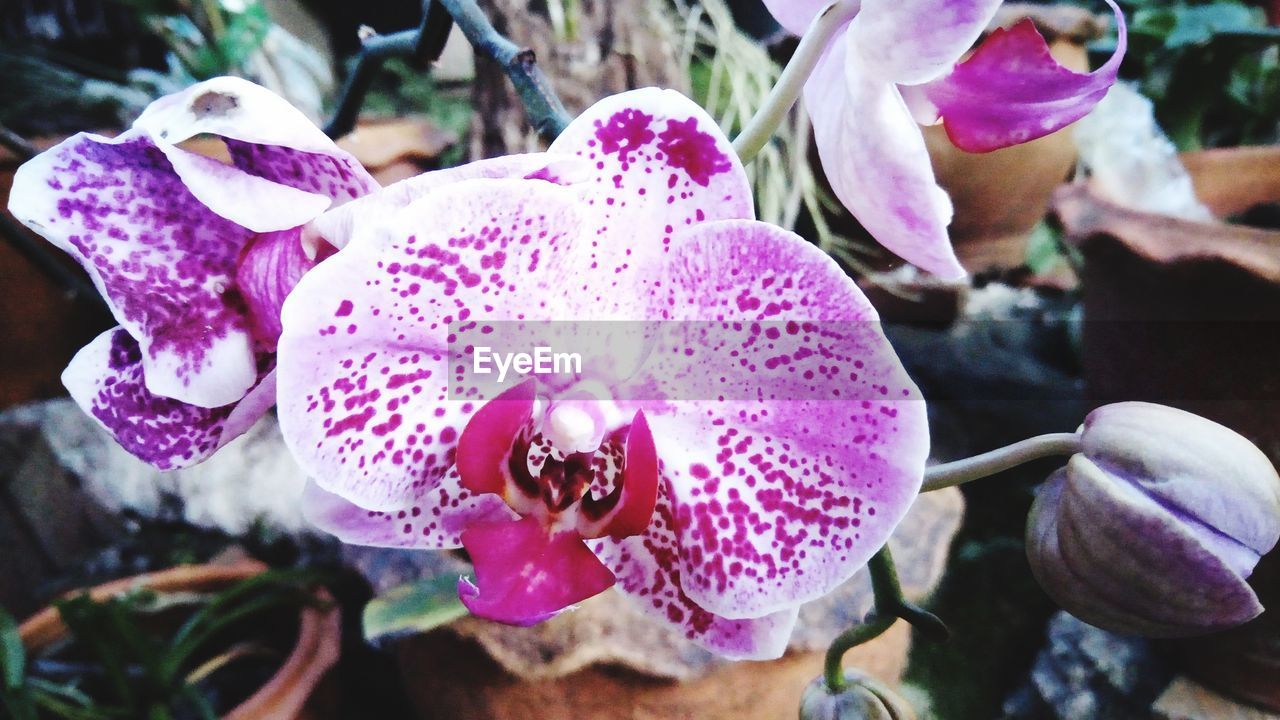 CLOSE-UP OF PINK FLOWER BLOOMING OUTDOORS