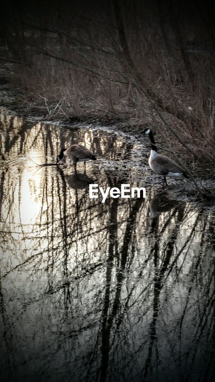 BARE TREES REFLECTING IN WATER