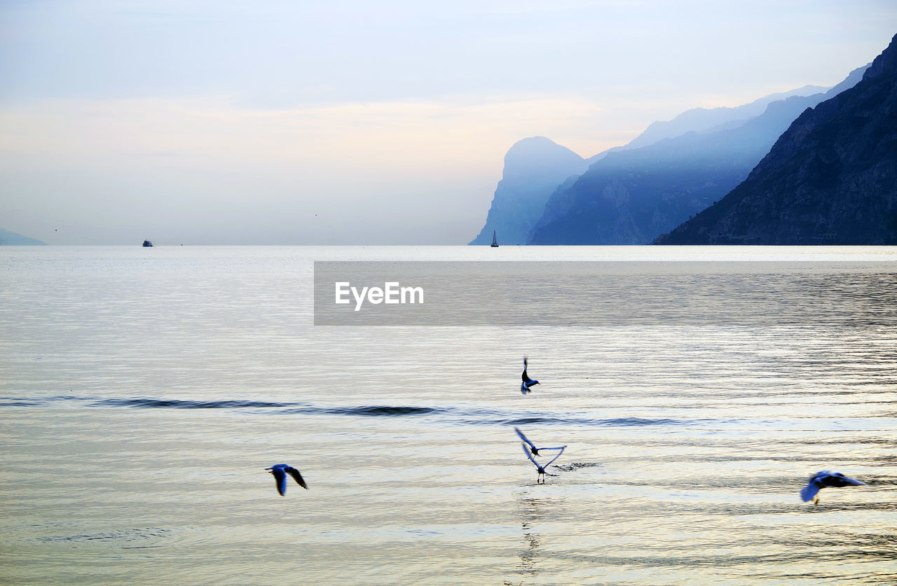 Birds flying over sea against sky