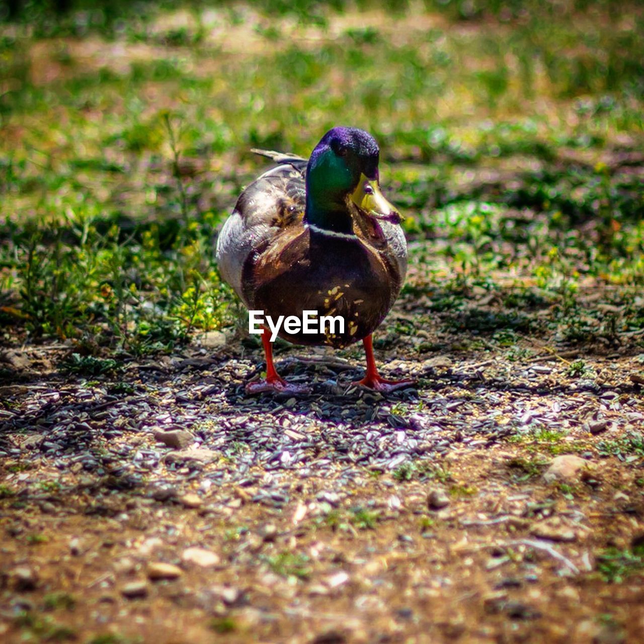 CLOSE-UP OF DUCK ON THE LAND