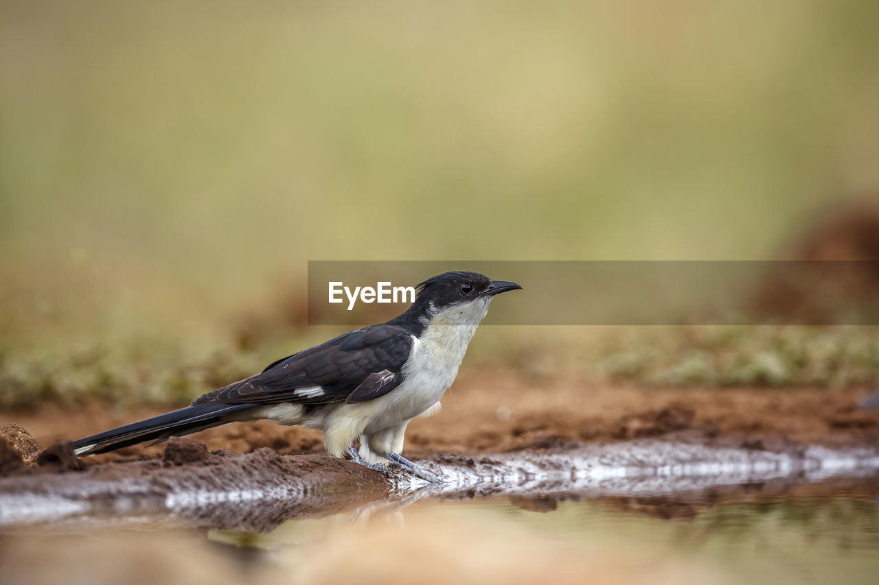 animal themes, animal, animal wildlife, bird, wildlife, one animal, selective focus, nature, surface level, side view, beak, songbird, full length, sunbeam, grass, close-up, no people, copy space, plain, day, pattern, landscape, winter, meadow, environment, portrait, outdoors, field, black, perching, focus on foreground, multi colored, standing, springtime, beauty in nature, sunlight, eating, land, sunny, plant, cut out, colored background, outdoor pursuit, looking at camera, sitting, reflection, food and drink, branch, food, water