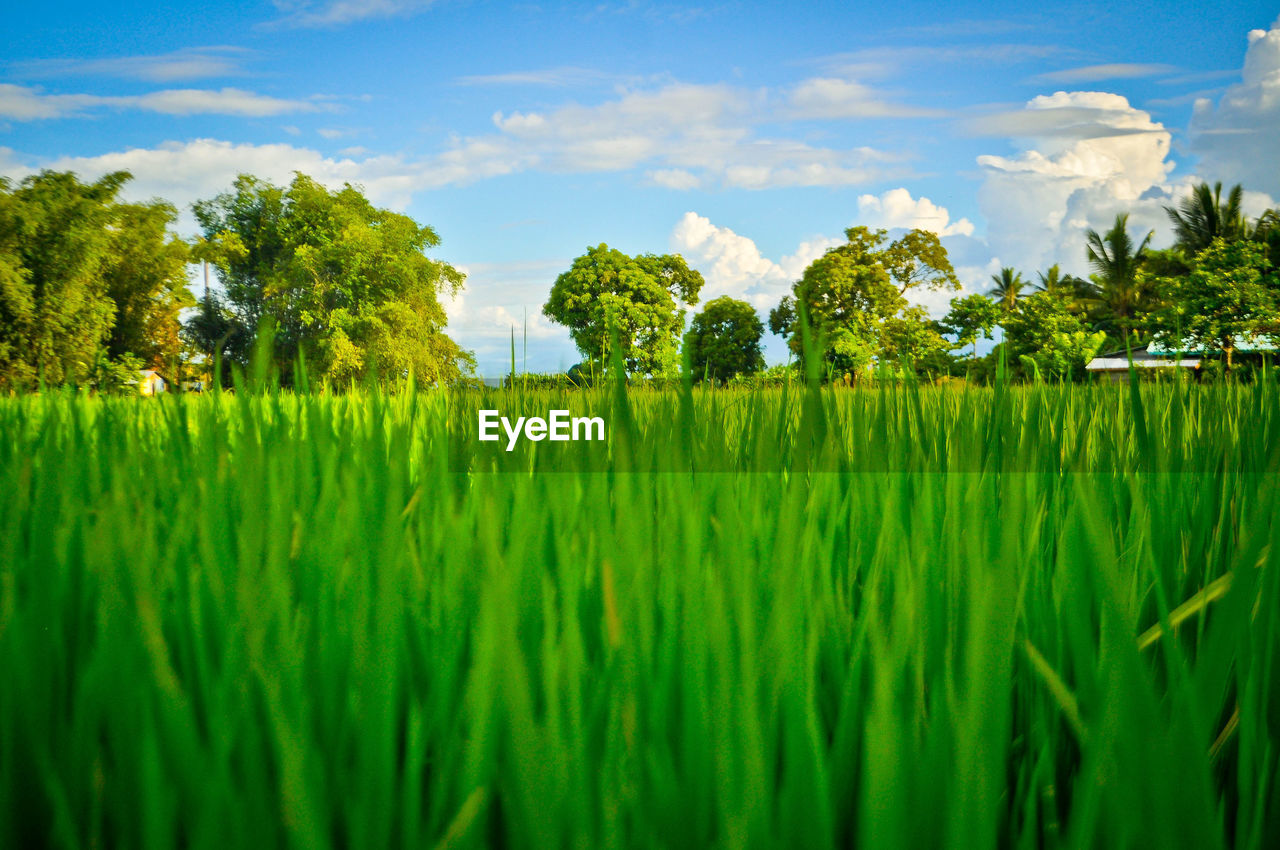 Ricefield view