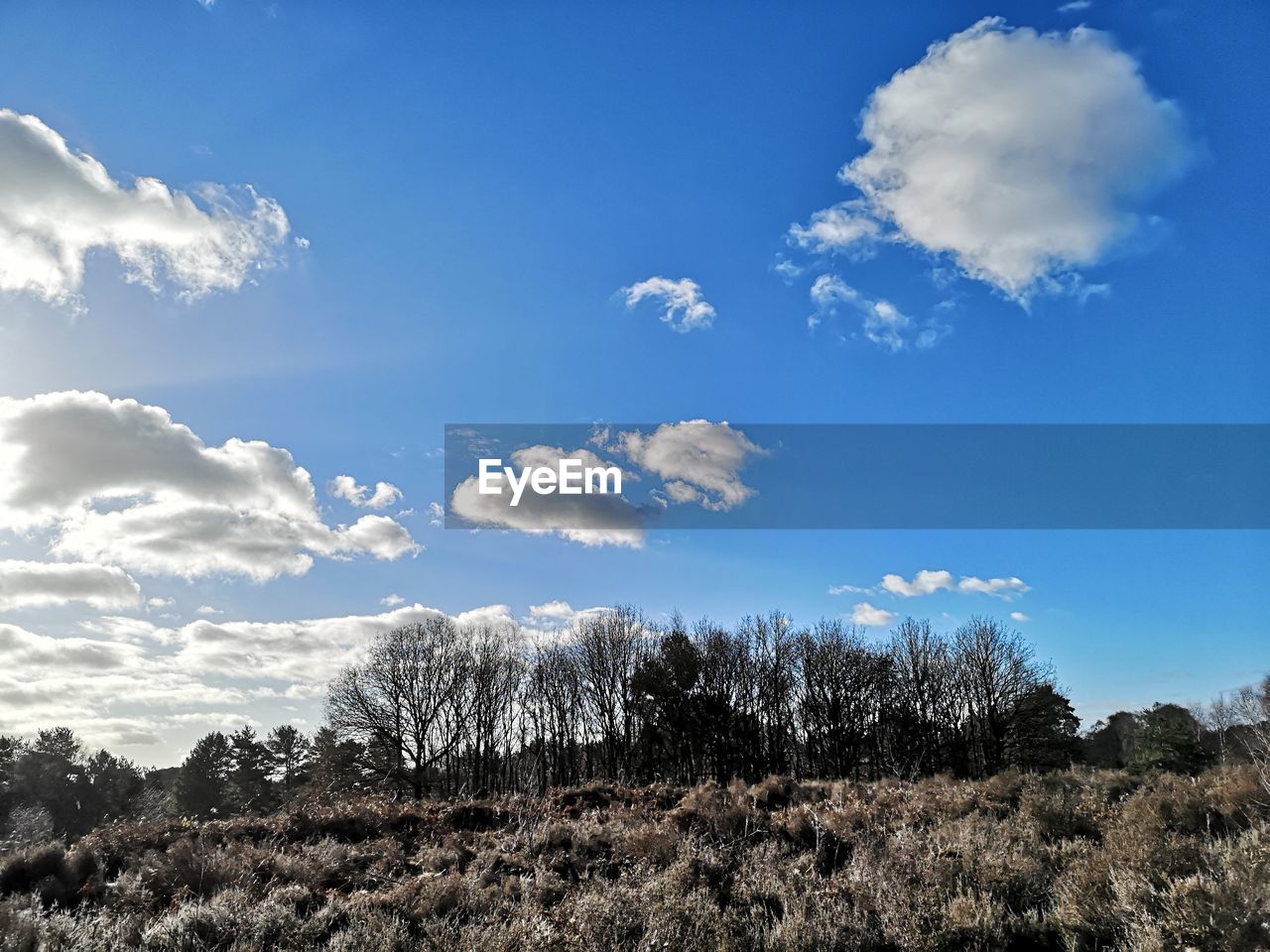 Scenic view of trees on field against sky