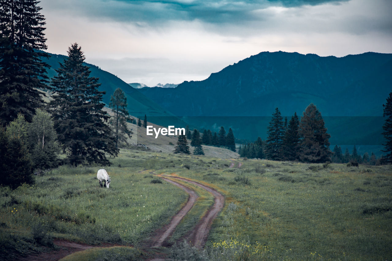 SCENIC VIEW OF TREES ON FIELD AGAINST SKY