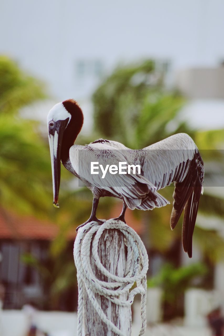 CLOSE-UP OF BIRD PERCHING ON POLE