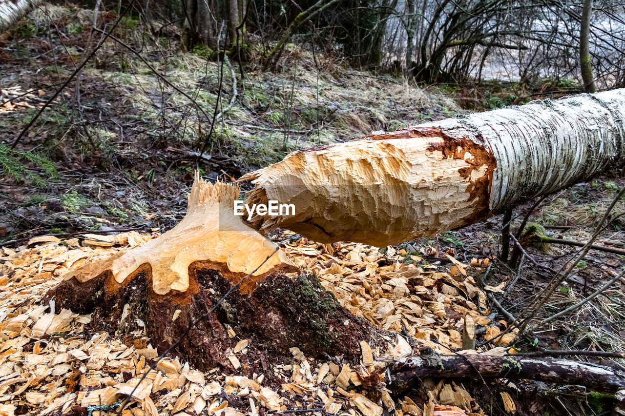 Beavers nibbled on a birch and overturned it. --filipstad/ sweden