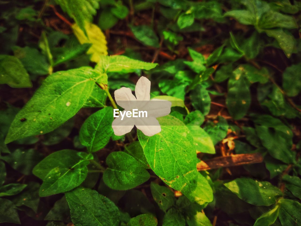 High angle view of white flowering plants