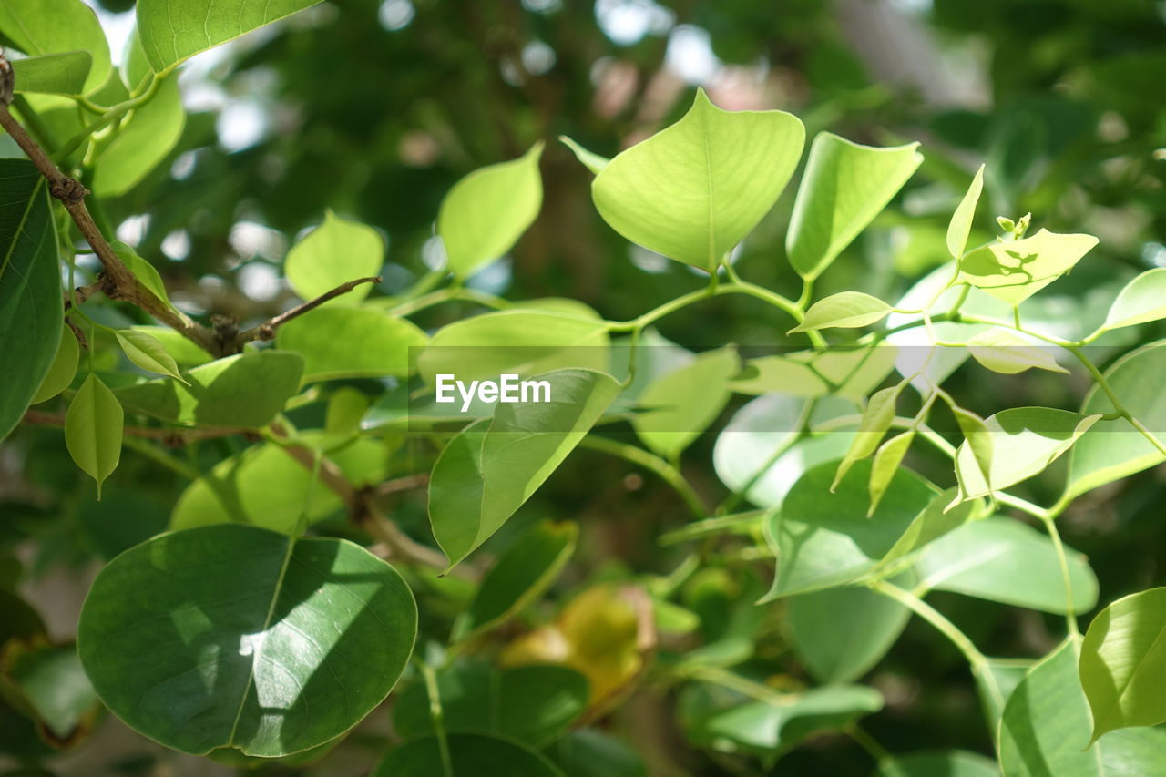 CLOSE-UP OF FRESH GREEN LEAVES ON PLANT