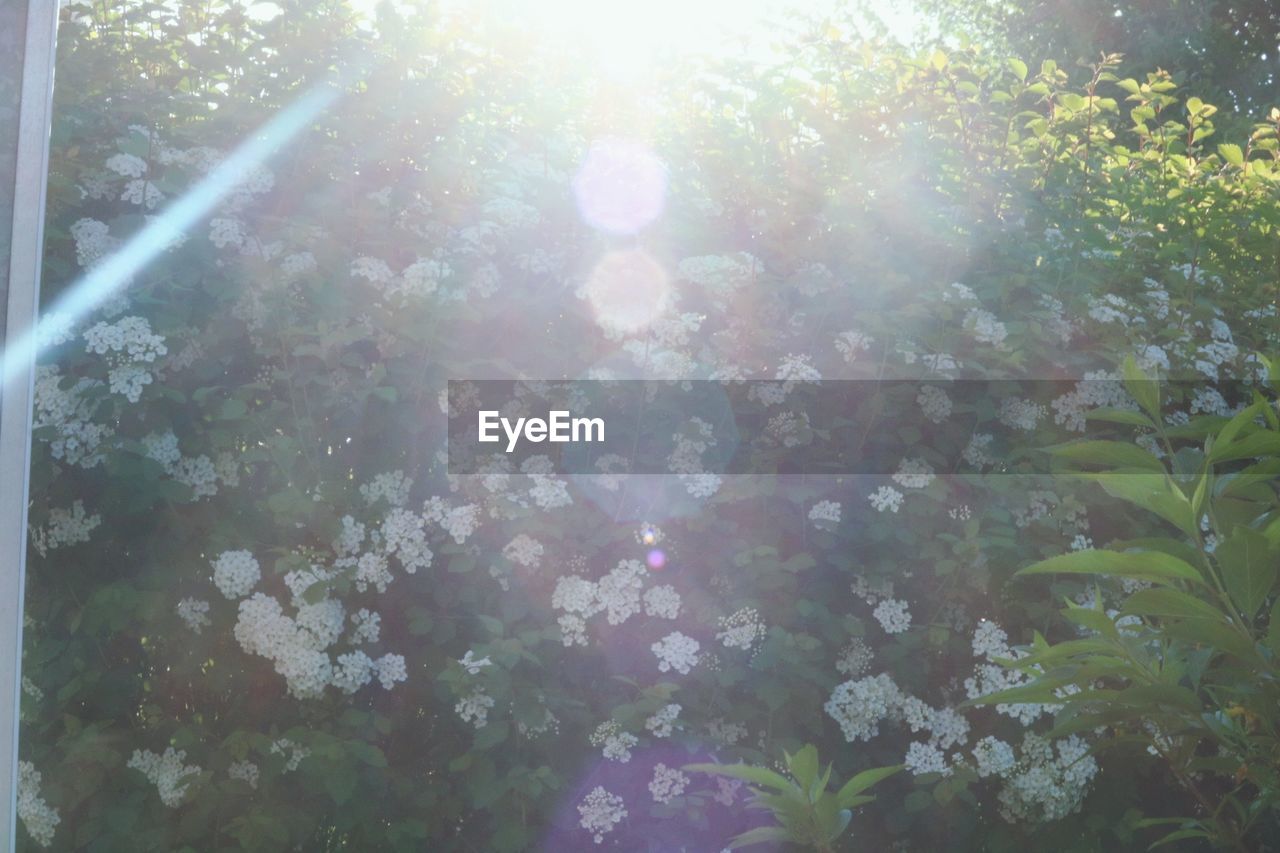 CLOSE-UP OF SUNLIGHT FALLING ON PLANT