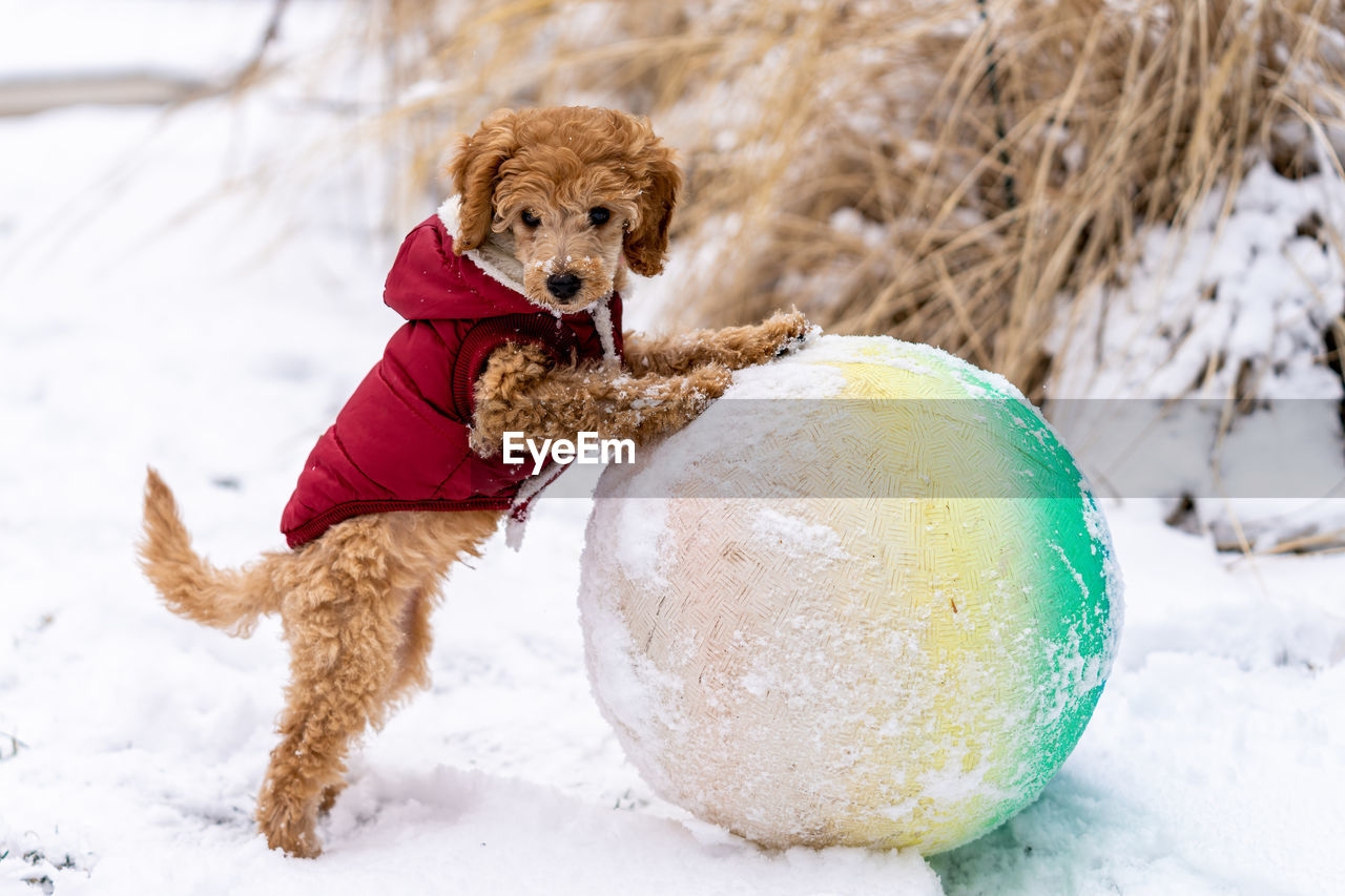 DOG PLAYING WITH BALL ON SNOW
