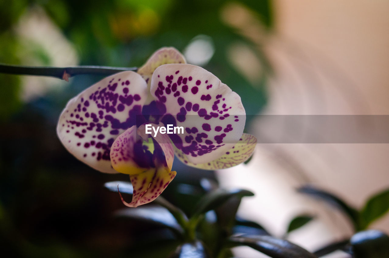 plant, flower, flowering plant, beauty in nature, close-up, nature, freshness, macro photography, blossom, growth, fragility, focus on foreground, petal, no people, flower head, outdoors, orchid, inflorescence, selective focus, purple, pink, springtime, day, plant part, leaf