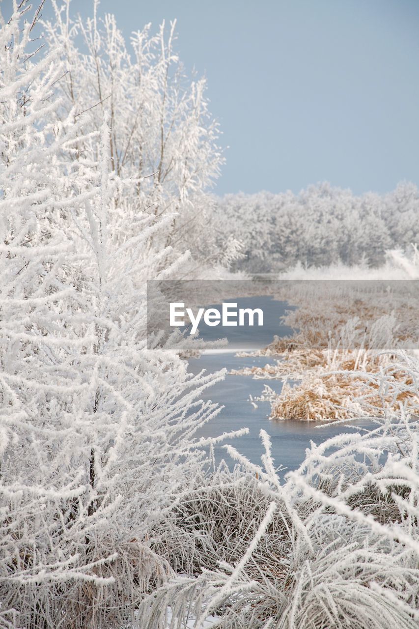 CLOSE-UP OF FROZEN TREE DURING WINTER