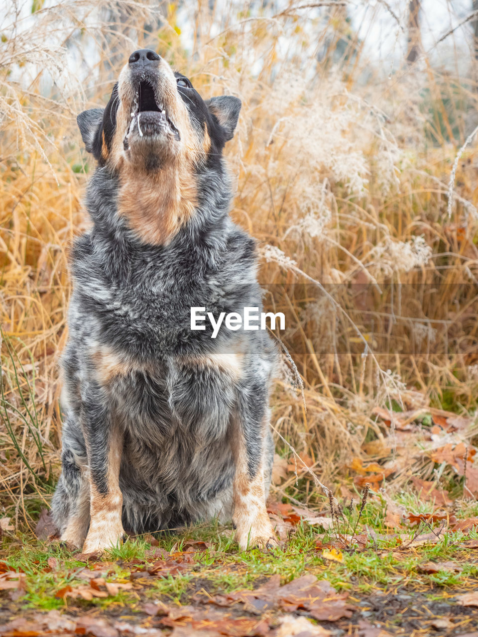 VIEW OF DOG SITTING IN FIELD