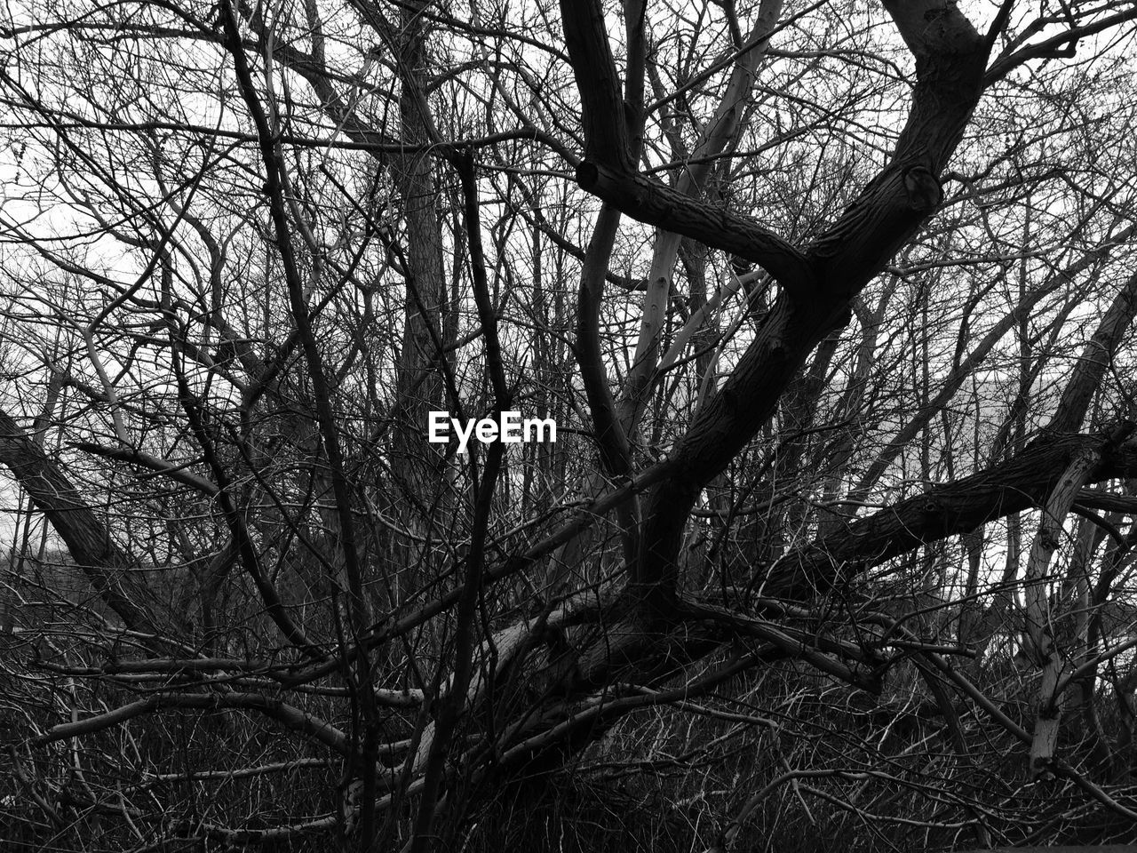 Bare trees against sky