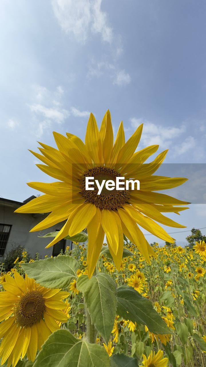 flower, sunflower, flowering plant, plant, yellow, freshness, beauty in nature, flower head, growth, sky, nature, field, cloud, inflorescence, fragility, petal, no people, close-up, outdoors, day, landscape, asterales, pollen, rural scene, springtime, blossom, low angle view, land, botany, sunflower seed, leaf, environment, plant part