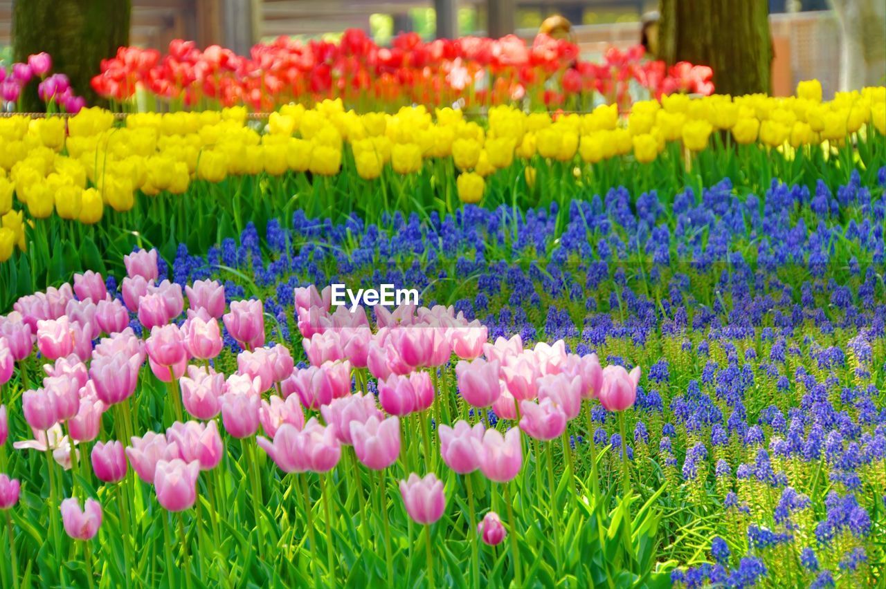 Close-up of multi colored flowers blooming outdoors