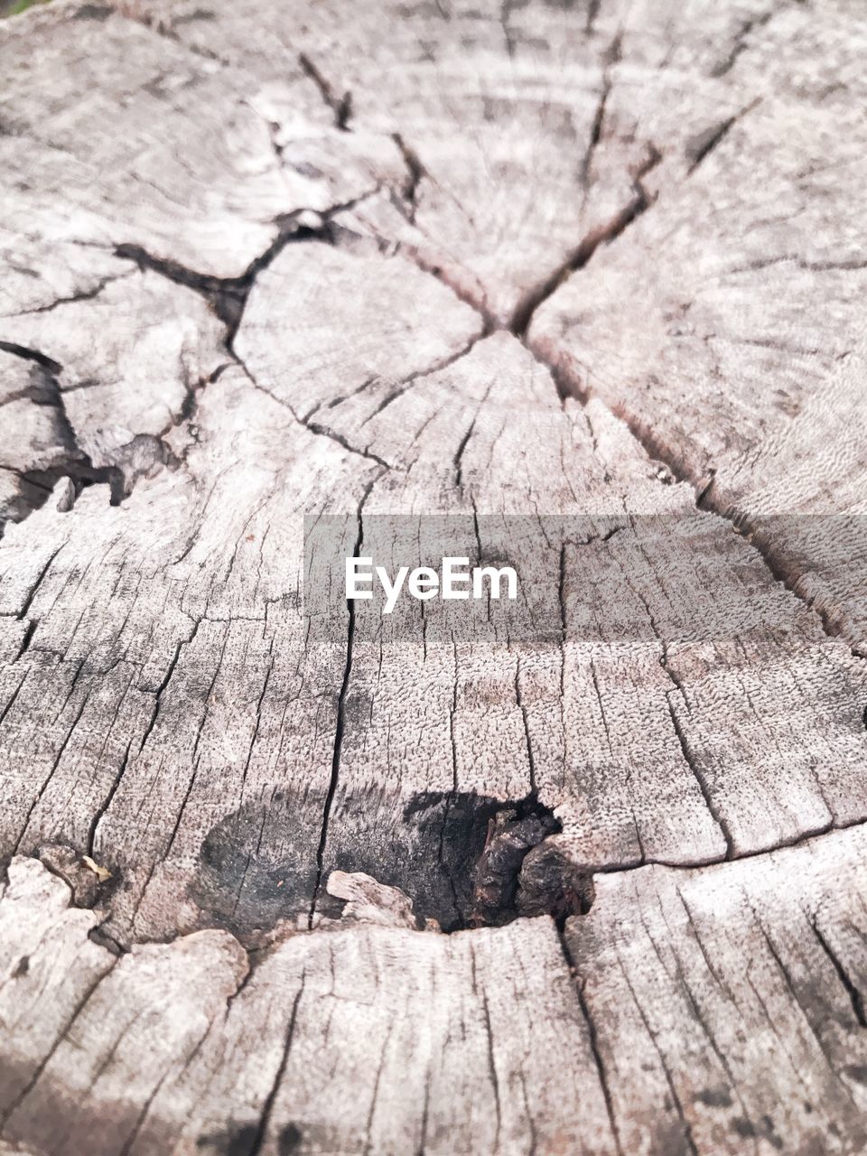 CLOSE UP OF TREE STUMP