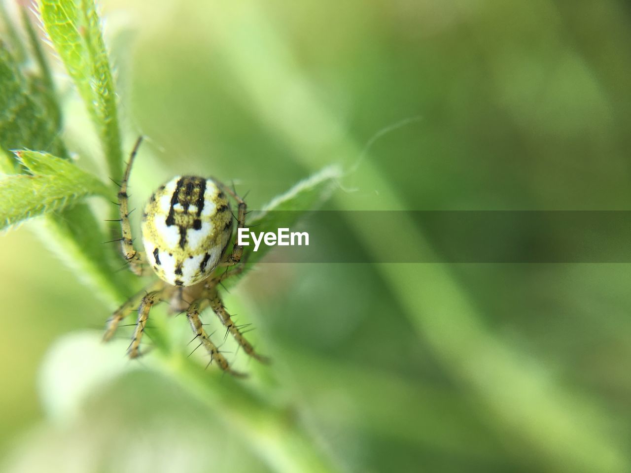 Macro shot of spider on plant