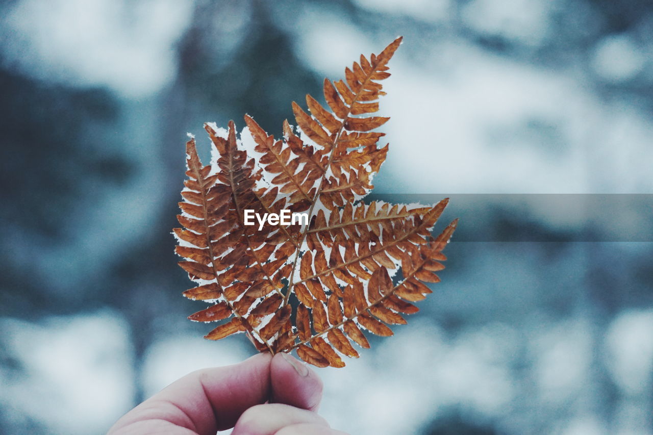 Close-up of hand holding frozen leaf during winter