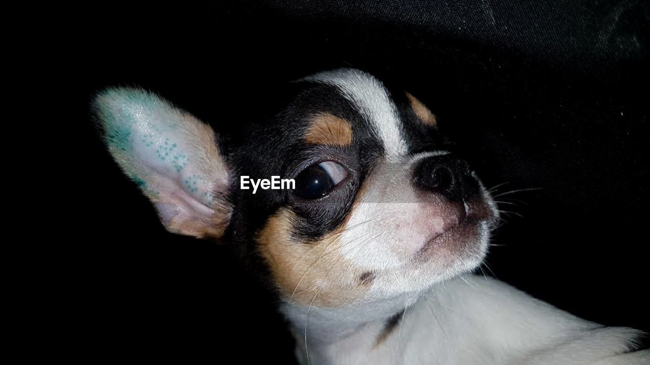 CLOSE-UP OF A PUPPY LOOKING AWAY