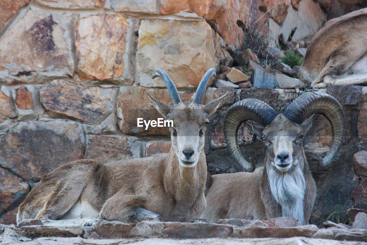 animal, animal themes, mammal, animal wildlife, wildlife, group of animals, no people, day, barbary sheep, nature, antelope, portrait, outdoors, looking at camera, domestic animals, zoo, deer, relaxation