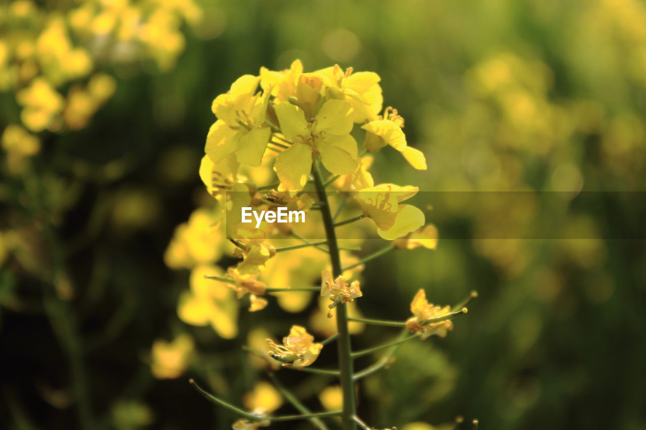 CLOSE-UP OF YELLOW FLOWERS BLOOMING