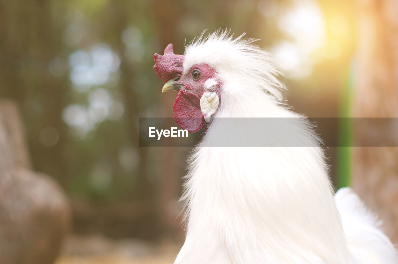 CLOSE-UP OF A BIRD OUTDOORS