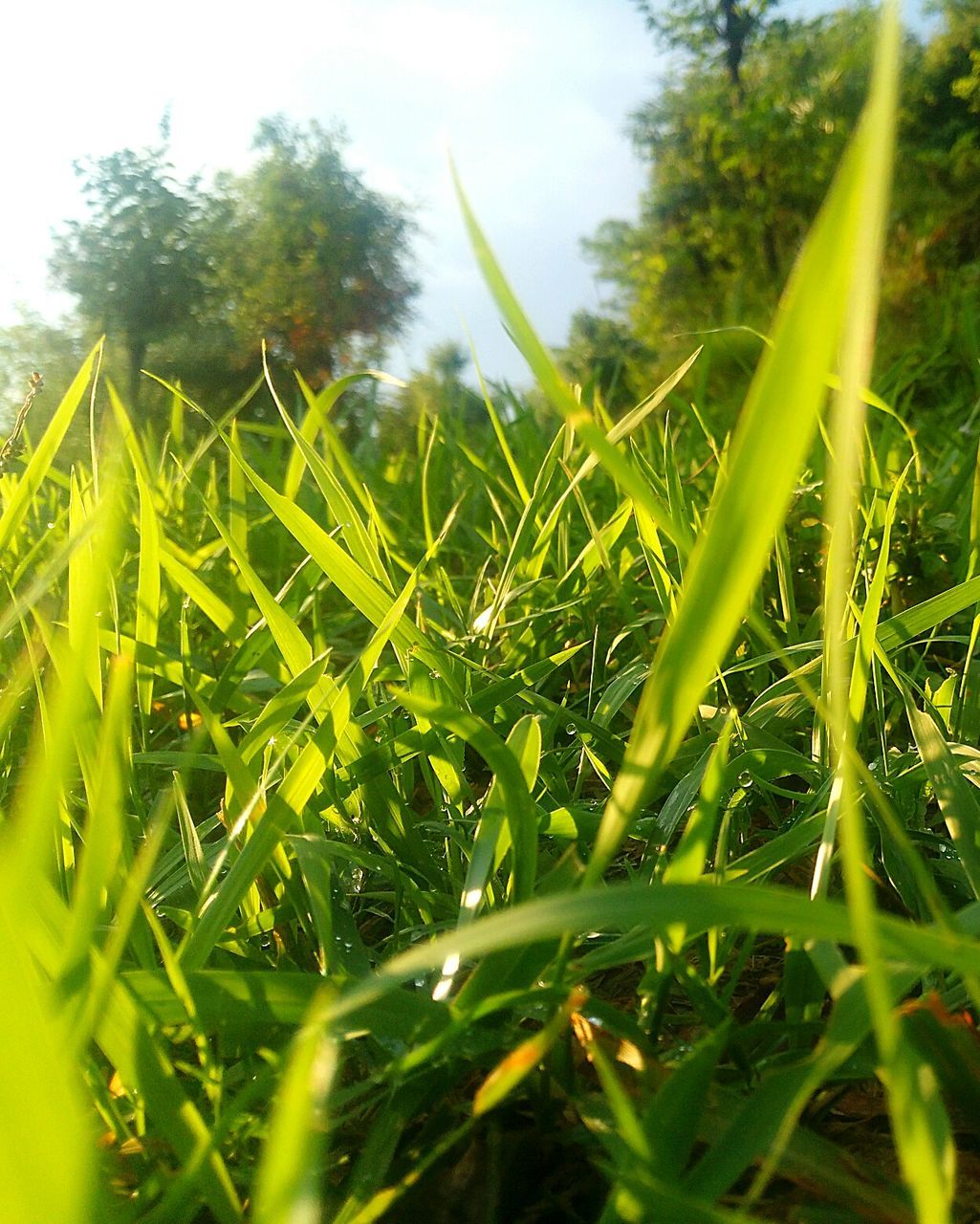 CLOSE-UP OF FRESH GREEN GRASS IN FIELD