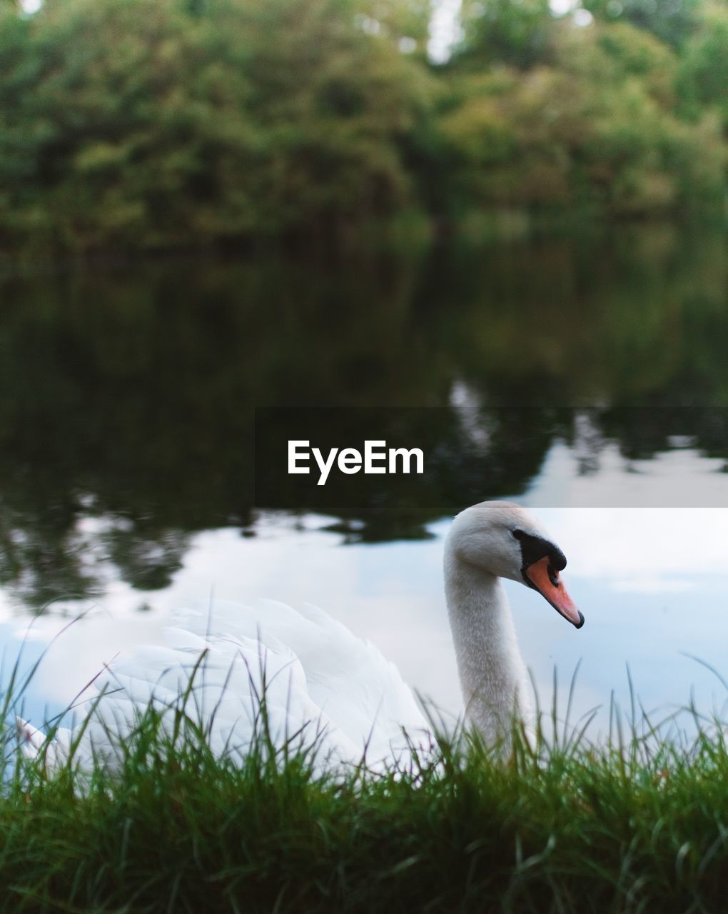 Close-up of swan swimming on lake