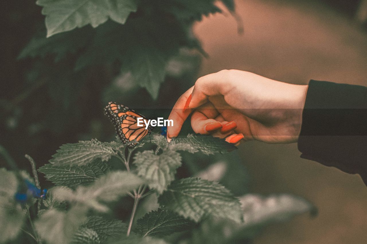 Cropped image of woman touching plant