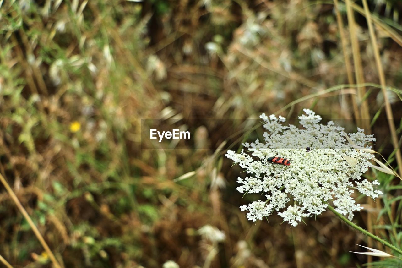 CLOSE-UP OF WHITE FLOWERING PLANTS ON LAND