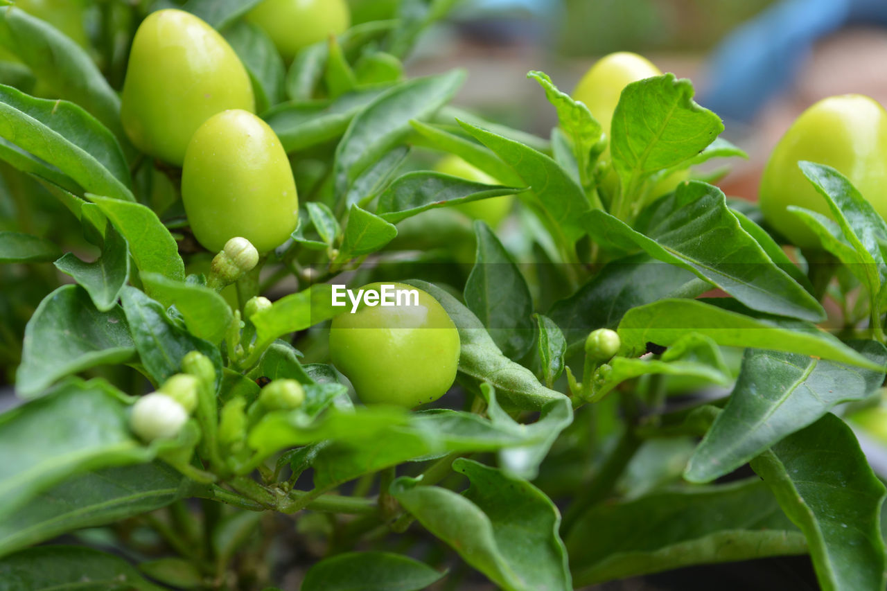 Close-up of green chili peppers on plant