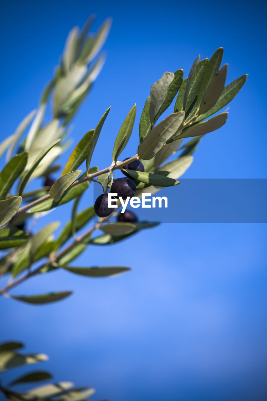 blue, nature, plant, tree, leaf, food, flower, green, food and drink, branch, macro photography, plant part, growth, no people, sky, grass, healthy eating, close-up, olive, blossom, sunlight, clear sky, freshness, agriculture, fruit, outdoors, plant stem, colored background, olive tree, blue background, beauty in nature, day, crop, copy space