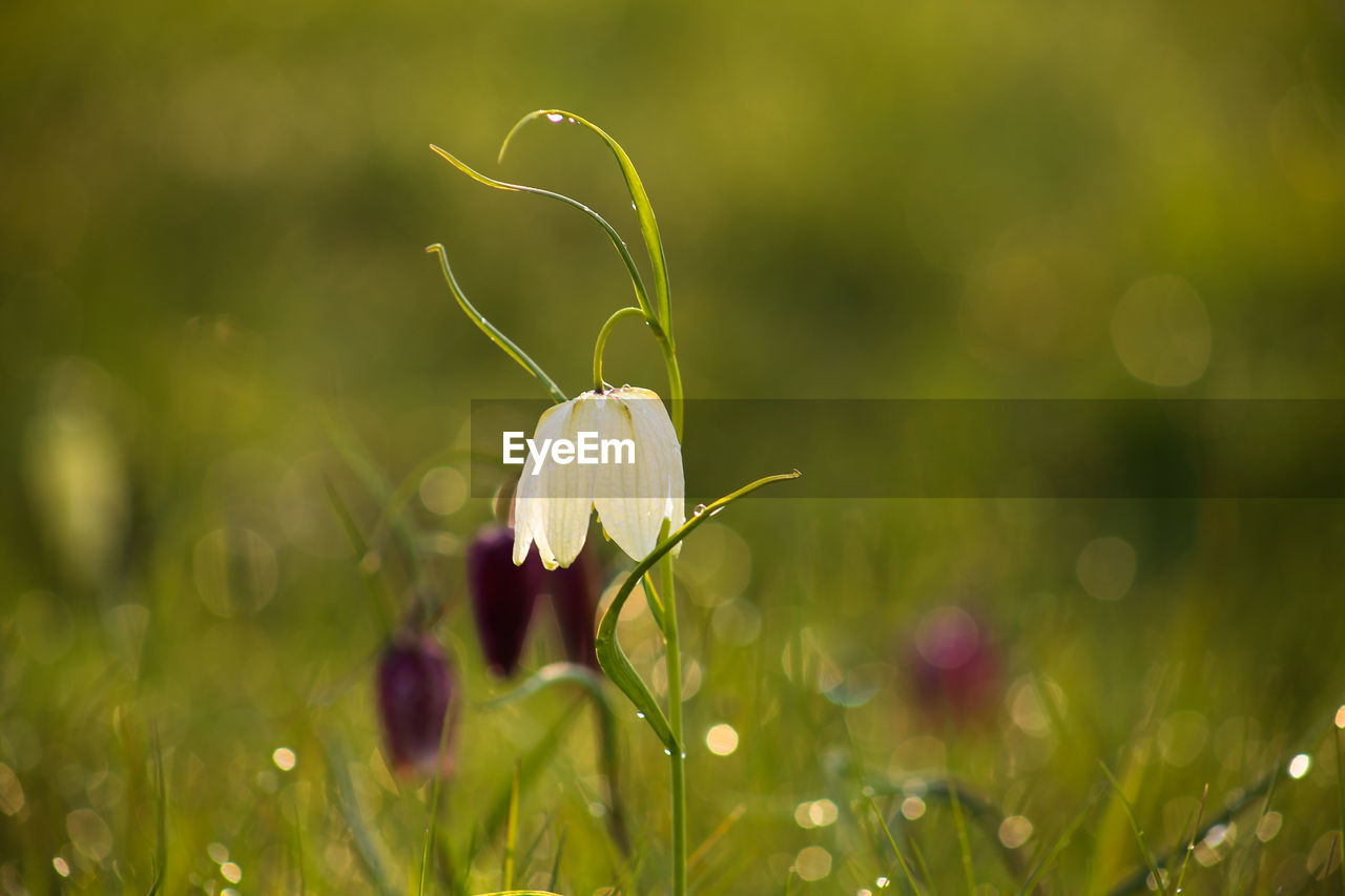 CLOSE-UP OF WHITE FLOWERING PLANT