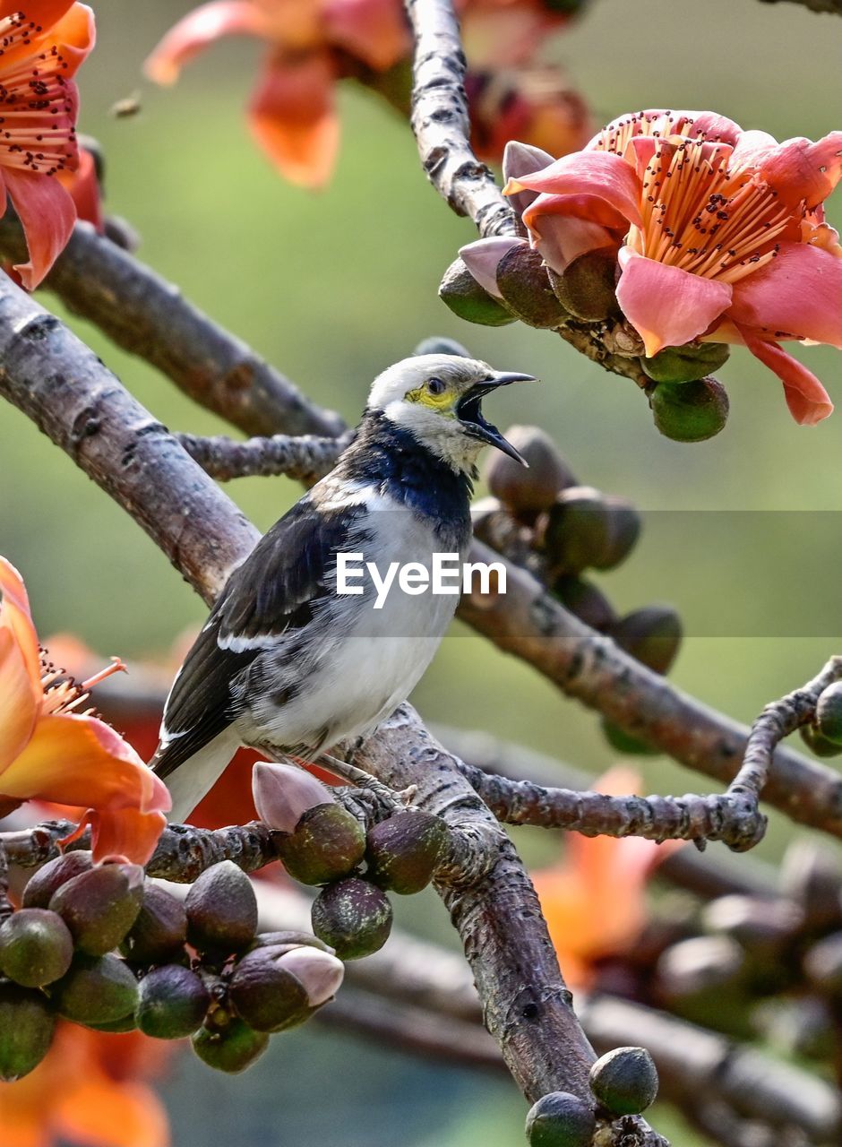 CLOSE-UP OF BIRDS PERCHING ON BRANCH