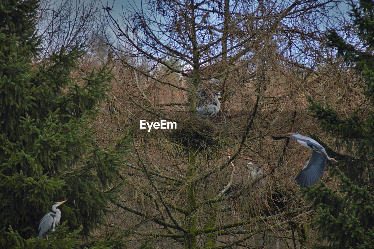 BIRD PERCHING ON TREE AGAINST GREEN TREES